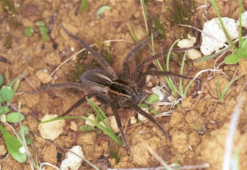 Dolomedes_minor_F2407_Z_87_HW 43 _Nieuw-Zeeland.jpg